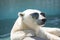 Majestic Polar bear lounger with sunglasses closeup. Generate Ai