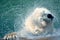 Majestic Polar Bear is seen in its natural habitat splashing in water