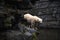 Majestic polar bear stands atop a rocky outcrop overlooking a tranquil body of water in a zoo