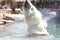 Majestic polar bear is taking a refreshing dip in the cool water flicking its paw to spray around it