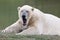 Majestic polar bear yawning while laying on a grassy area near a pond
