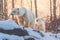 Majestic polar bears in their natural habitat, representing the unique wildlife experiences available in Alaska. Generative Ai