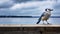 Majestic Port: A Captivating Photo Of A Blue Jay On An Old Pier