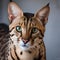 A majestic portrait of an exotic Savannah cat with its wild appearance2