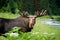 Majestic portrait moose with big horns in summer forest