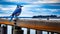 Majestic Portraits: Captivating Photo Of Blue Jay On Old Pier