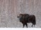 Majestic Powerful Adult Aurochs Wisent In Winter Time, Belarus. Wild European Wood Bison,Bull Male. Wildlife Scene From Natu