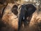 Majestic and powerful elephant in the wild  created with Generative AI