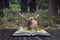 Majestic powerful red deer stag Cervus Elaphus in forest landscape during rut season in Autumn Fall coming out of pages of book