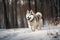 A majestic and powerful Siberian Husky running in the snow, showing off its strong and powerful build and thick coat. Generative