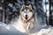 A majestic and powerful Siberian Husky running in the snow, showing off its strong and powerful build and thick coat. Generative