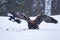 Majestic predator Golden eagle, Aquila chrysaetos, feeding on a carcass