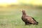 Majestic predator White-tailed eagle, Haliaeetus albicilla in Poland wild nature