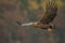 Majestic predator White-tailed eagle, Haliaeetus albicilla in Poland wild nature