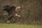 Majestic predator White-tailed eagle, Haliaeetus albicilla in Poland wild nature