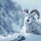 Majestic presence Mountain goat in the snow, space for text