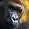 Majestic presence silverback gorillas face close up with penetrating eye contact