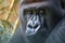 Majestic presence silverback gorillas face close up with penetrating eye contact