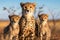 Majestic pride cheetah with cubs family amidst serene african safari landscape. a captivating sight in the wild.