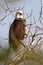 Majestic profile of a bald eagle.