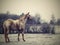 A majestic profile of a percheron horse