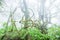 Majestic pure nature, fresh moss and lichen in the root of old trees, ancient tropical forest in the mist backgrounds. The