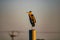 Majestic purple heron perched atop a post, overlooking a breathtaking blue sky backdrop