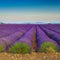 Majestic purple lavender plantation and countryside scenery, Valensole, France
