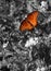 Majestic Queen Butterfly Perched with a Grayscale Background