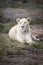 Majestic and rare African white lioness Queen of the jungle - Mighty wild animal of Africa in nature