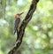 Majestic red bellied woodpecker on a live oak tree limb