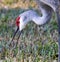 Majestic red-crowned crane standing in lush green grass, consuming a small worm