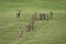 Majestic red deer following group of hinds on field in autumn.