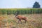 Majestic red deer moving on corn field in autumn nature.