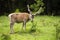 Majestic red deer stag with antlers in velvet feeding on bush