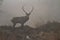 Majestic red deer stag at dawn