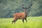 Majestic red deer stag standing on meadow in summer nature.