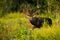 Majestic red deer stag walking through bush in summer nature.