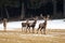 Majestic red deer stags standing on pasture in winter.