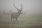 Majestic red deer walking on meadow in morning mist.