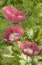 Majestic red frilly poppies