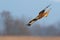 Majestic red kite landing on field in autumn nature