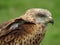 Majestic Red Kite perched with eyes wide open.