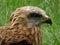 Majestic Red Kite perched with eyes wide open.