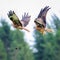 Majestic red kites soaring through the sky in perfect unison, their wings outstretched