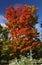 Majestic red leaf Vermont maple