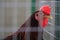 Majestic red rooster with striking black feathers stands in an enclosure