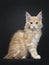 Majestic red silver Maine Coon cat kitten on black