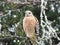 Majestic Red Tailed Hawk Resting On Tree Branch In Northern California High Quality