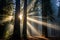 Majestic Redwood forest sunrays. Generate Ai